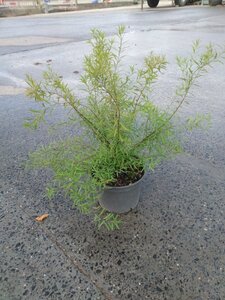 Spiraea thunbergii 40-60 cm cont. 3,0L - afbeelding 3