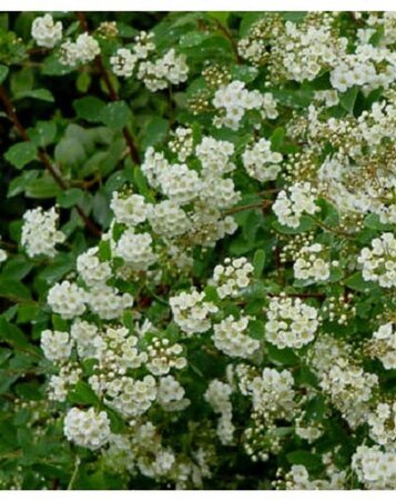 Spiraea vanhouttei 30-40 cm cont. 3,0L - afbeelding 1