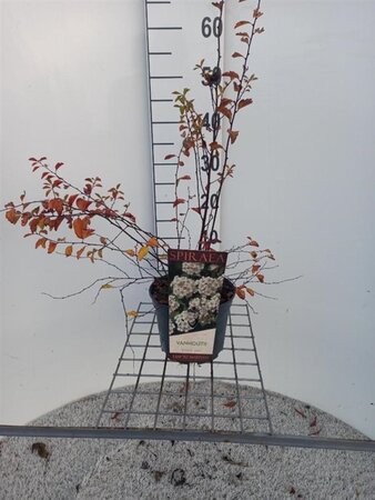 Spiraea vanhouttei 30-40 cm cont. 3,0L
