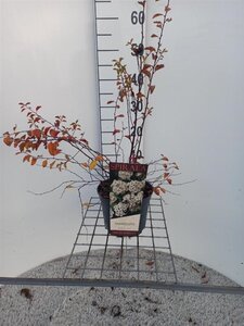 Spiraea vanhouttei 30-40 cm cont. 3,0L