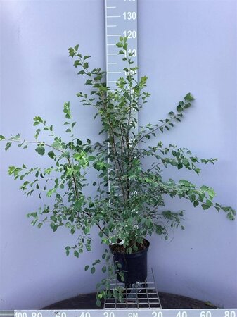 Spiraea vanhouttei 80-100 cm cont. 5,0L - afbeelding 2