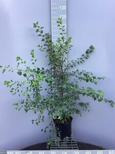 Spiraea vanhouttei 80-100 cm cont. 5,0L - afbeelding 2
