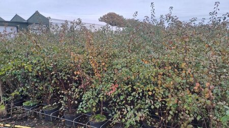 Spiraea vanhouttei 80-100 cm cont. 5,0L - afbeelding 1