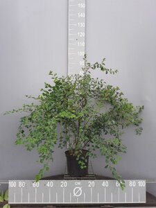 Spiraea vanhouttei 80-100 cm cont. 5,0L - afbeelding 2