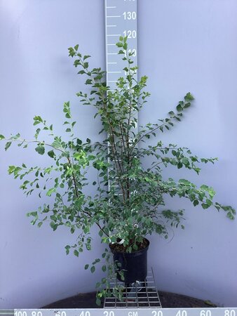 Spiraea vanhouttei 80-100 cm cont. 5,0L - afbeelding 3