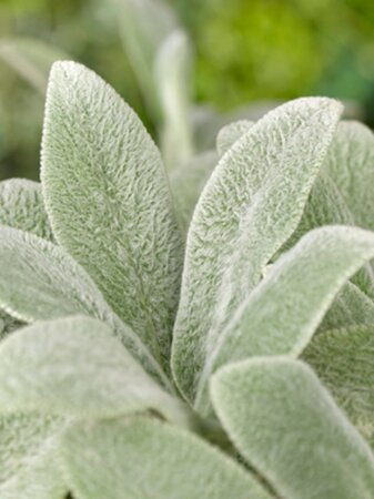 Stachys byzantina 'Silver Carpet' geen maat specificatie 0,55L/P9cm - afbeelding 6