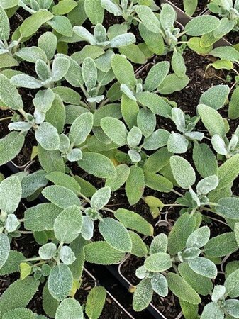 Stachys byzantina 'Silver Carpet' geen maat specificatie 0,55L/P9cm - afbeelding 5