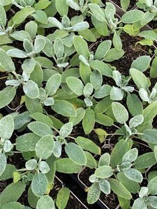 Stachys byzantina 'Silver Carpet' geen maat specificatie 0,55L/P9cm - afbeelding 5
