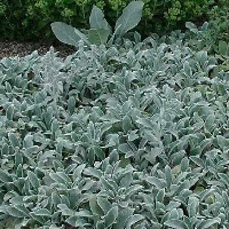 Stachys byzantina 'Silver Carpet' geen maat specificatie 0,55L/P9cm - afbeelding 7
