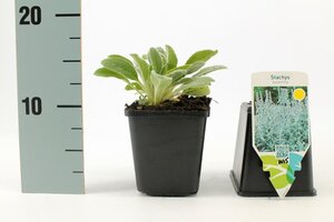 Stachys byzantina geen maat specificatie 0,55L/P9cm - afbeelding 4