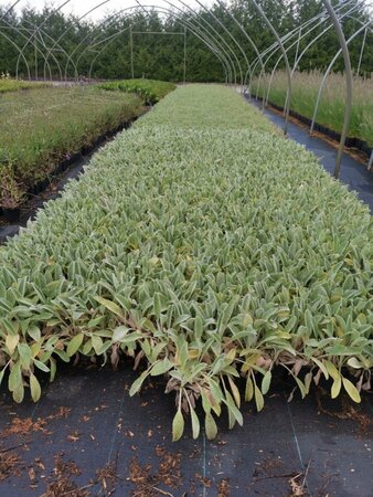 Stachys byzantina geen maat specificatie 0,55L/P9cm - afbeelding 4