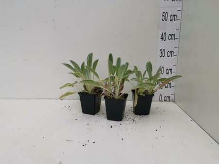 Stachys byzantina geen maat specificatie 0,55L/P9cm - afbeelding 5