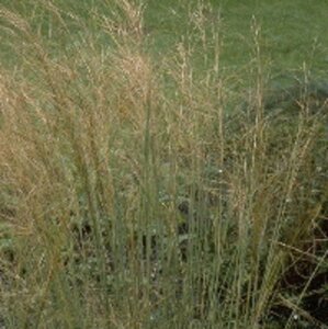 Stipa capillata geen maat specificatie 0,55L/P9cm - afbeelding 2