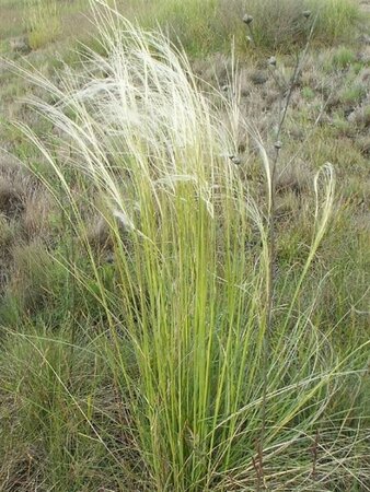 Stipa capillata geen maat specificatie 0,55L/P9cm - image 1