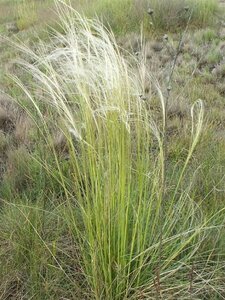 Stipa capillata geen maat specificatie 0,55L/P9cm