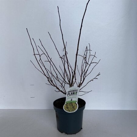 Stachyurus chin. 'Celina' 50-60 cm cont. 3,0L - afbeelding 2