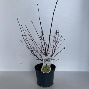 Stachyurus chin. 'Celina' 50-60 cm cont. 3,0L - afbeelding 2