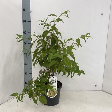 Stachyurus chin. 'Celina' 50-60 cm cont. 3,0L - afbeelding 3