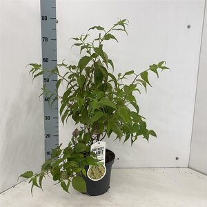 Stachyurus chin. 'Celina' 50-60 cm cont. 3,0L - afbeelding 3