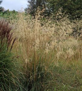 Stipa gigantea geen maat specificatie 0,55L/P9cm