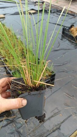 Stipa gigantea geen maat specificatie 0,55L/P9cm - image 2