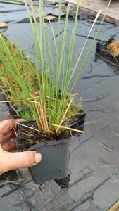 Stipa gigantea geen maat specificatie 0,55L/P9cm - image 2