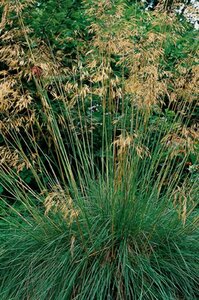 Stipa gigantea geen maat specificatie 0,55L/P9cm - image 3