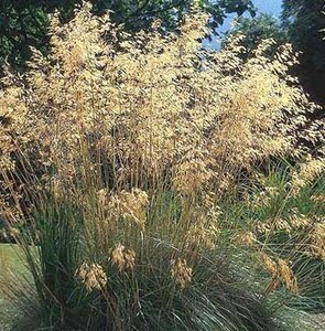 Stipa gigantea geen maat specificatie 0,55L/P9cm - image 4