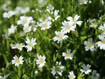 Stellaria holostea geen maat specificatie 0,55L/P9cm