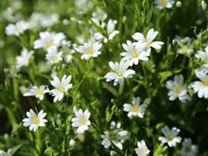 Stellaria holostea geen maat specificatie 0,55L/P9cm
