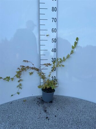 Stephanandra incisa 'Crispa' 30-40 cm cont. 1,3L