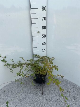 Stephanandra incisa 'Crispa' 30-40 cm cont. 2,0L