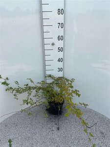 Stephanandra incisa 'Crispa' 30-40 cm cont. 2,0L