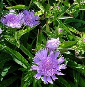 Stokesia laevis geen maat specificatie 0,55L/P9cm - afbeelding 1