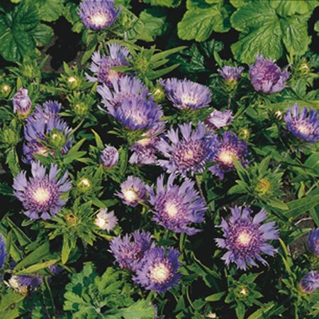 Stokesia laevis geen maat specificatie 0,55L/P9cm - afbeelding 3