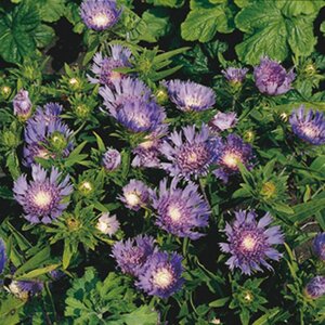 Stokesia laevis geen maat specificatie 0,55L/P9cm - afbeelding 3