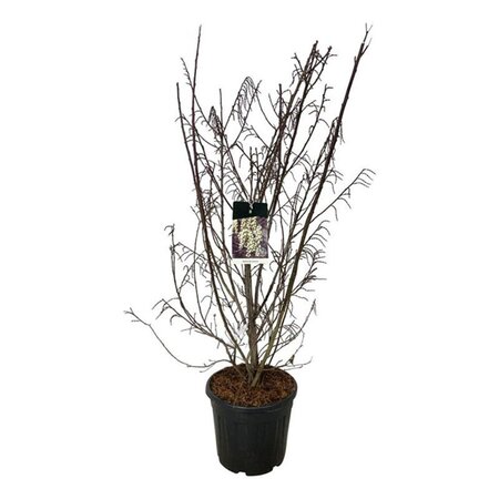 Stachyurus praecox 125-150 cm cont. 30L - afbeelding 1