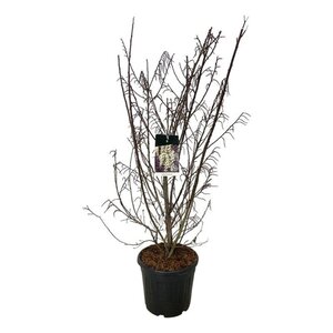 Stachyurus praecox 125-150 cm cont. 30L - afbeelding 1
