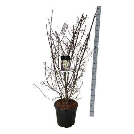 Stachyurus praecox 125-150 cm cont. 30L - afbeelding 2