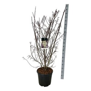 Stachyurus praecox 125-150 cm cont. 30L - afbeelding 2