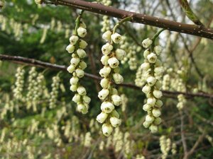 Stachyurus praecox 125-150 cm cont. 30L