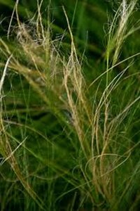 Stipa tenuissima 'Ponytails' geen maat specificatie 0,55L/P9cm - afbeelding 5