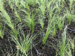 Stipa tenuissima 'Ponytails' geen maat specificatie 0,55L/P9cm - afbeelding 9
