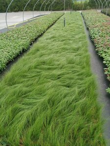 Stipa tenuissima 'Ponytails' geen maat specificatie 0,55L/P9cm - afbeelding 2