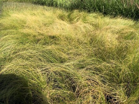 Stipa tenuissima 'Ponytails' geen maat specificatie 0,55L/P9cm - afbeelding 8