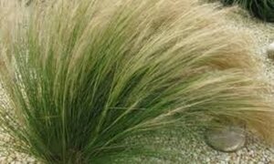 Stipa tenuissima 'Ponytails' geen maat specificatie 0,55L/P9cm - afbeelding 3