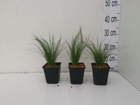 Stipa tenuissima 'Ponytails' geen maat specificatie 0,55L/P9cm - afbeelding 14