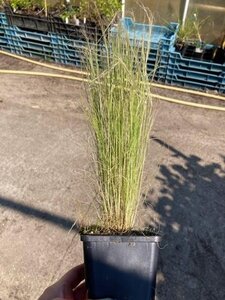 Stipa tenuissima 'Ponytails' geen maat specificatie 0,55L/P9cm - afbeelding 2
