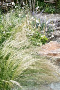 Stipa tenuissima 'Ponytails' geen maat specificatie 0,55L/P9cm - afbeelding 3