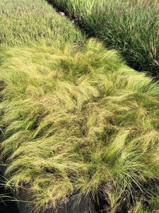 Stipa tenuissima 'Ponytails' geen maat specificatie 0,55L/P9cm - afbeelding 7
